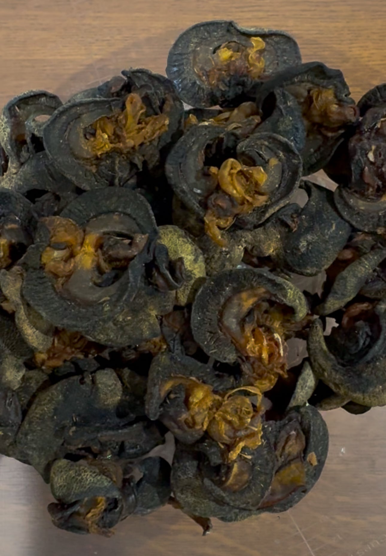 Dried Washed Snail