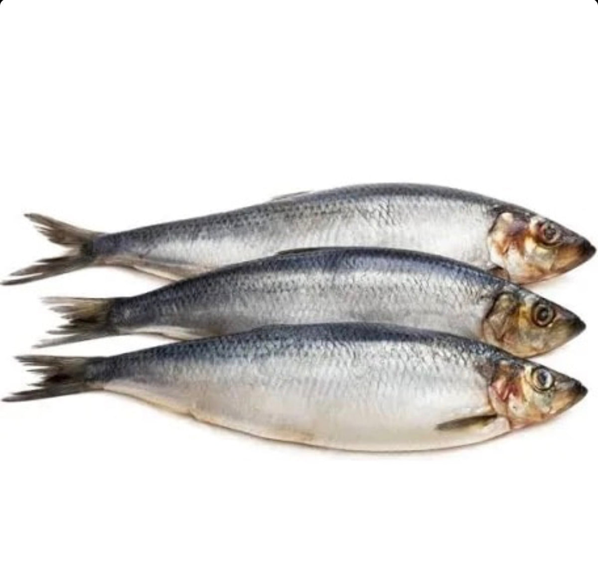 Herring Fish/Shawa Fish (small size)