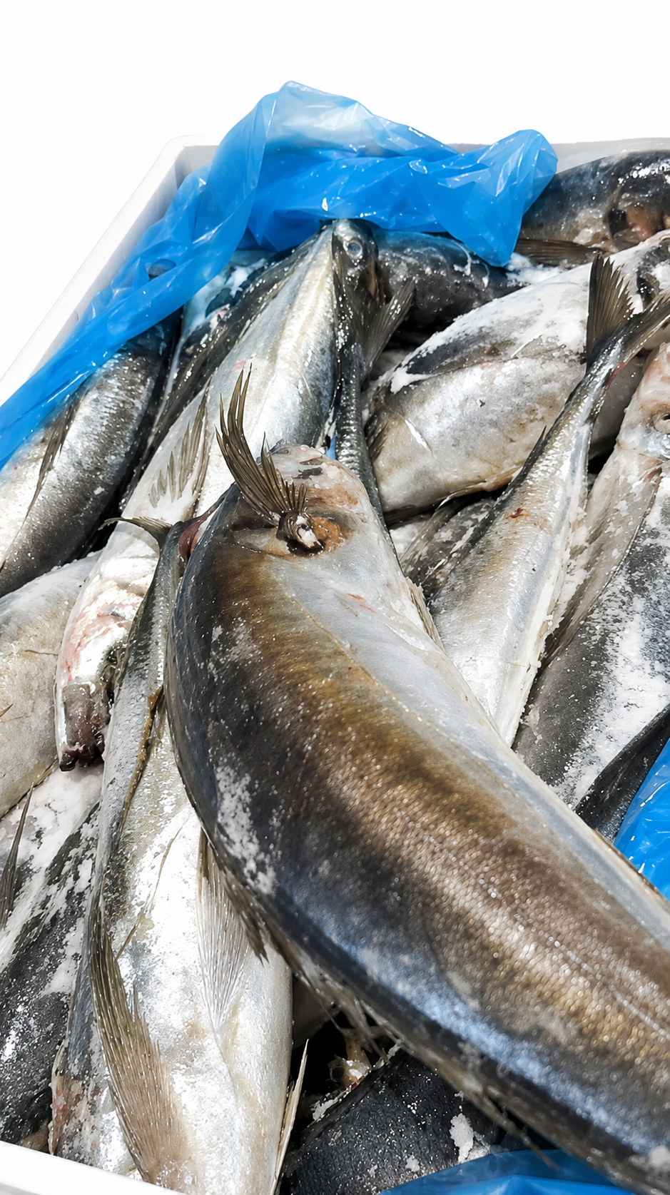 Frozen Horse Mackerel fish