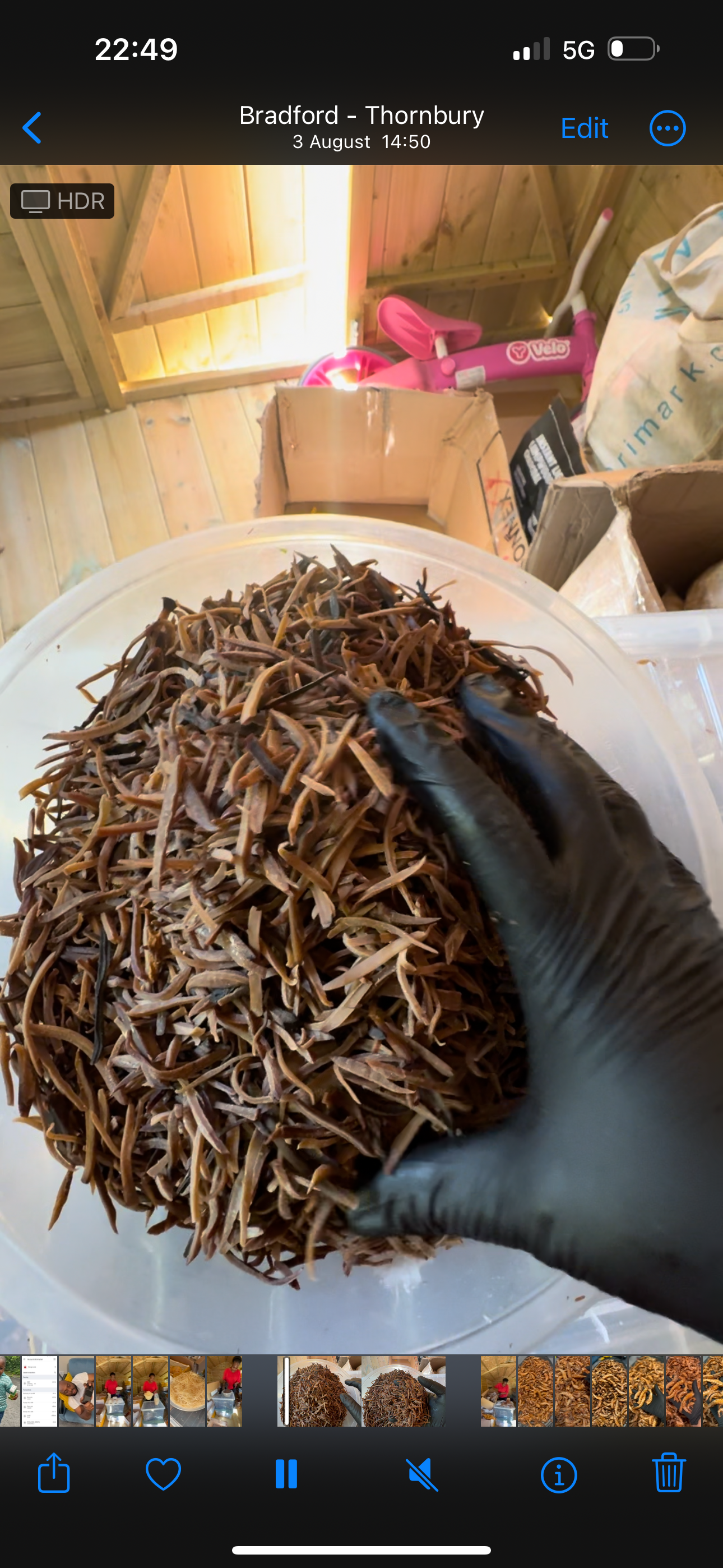 Dried Ugba/Oil bean seeds