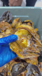Thailand butterfly mangala fish