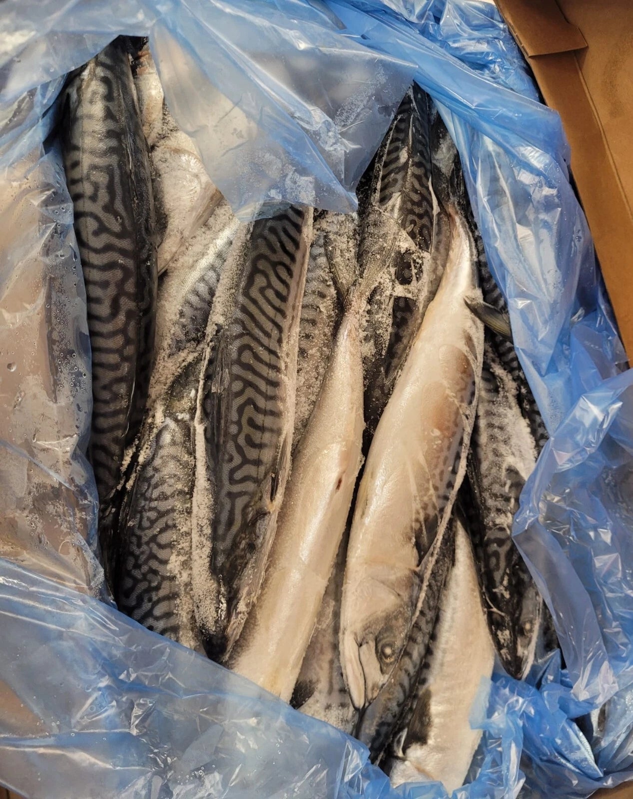Frozen Mackerel fish (titus)